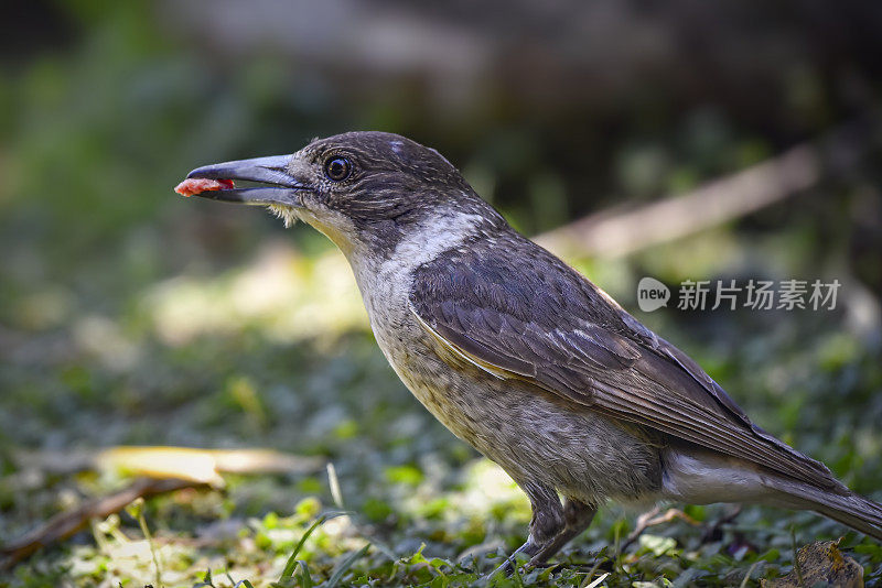 幼灰伯劳鸟(Cracticus torquatus)